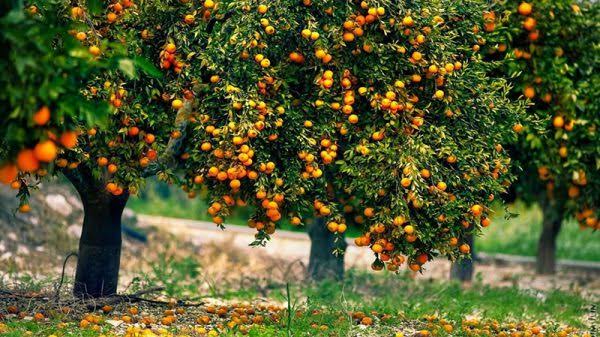 اجاره آپارتمان و اقامتگاه در گرگان